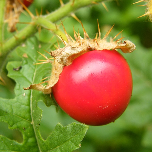 Litschi-Tomate Samen Geschenke für die Familie Gourmets Frauen Senioren Mutter 