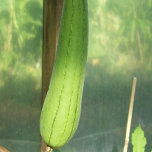 Luffa - Schwammgurke (Samen - Bio)