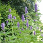 Schmetterlingslakritz Samen – Agastache Anisata, 50 Samen Für Duftende Blüten & Tee, Winterharte Staude