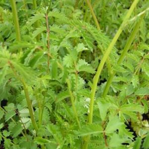 Pimpinelle (Samen - Bio)