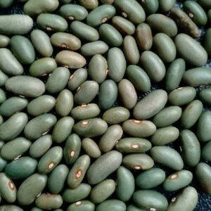 Reiserbohne `Mbombo` (Samen - Bio)