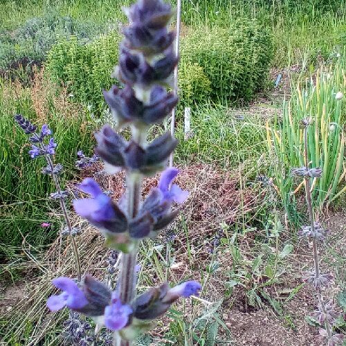 Eisenkraut Salbei (Samen - Bio) – Bild 2