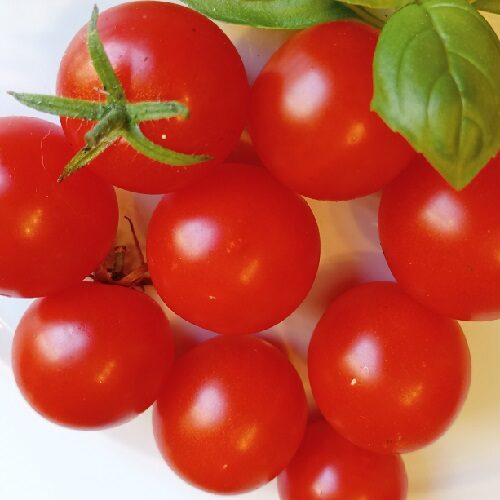 Tomate `Mexikanische Honigtomate` (Samen - Bio) – Bild 3