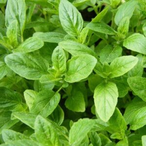 Oregano - Griechischer (Samen)