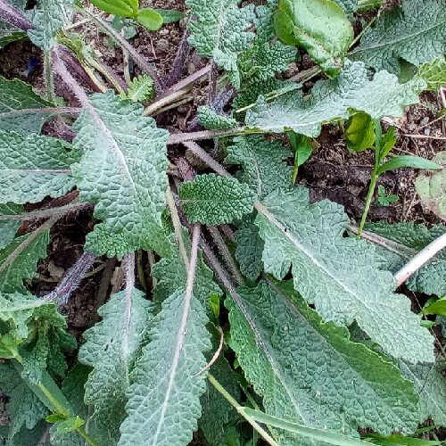 Eisenkraut Salbei (Samen - Bio) – Bild 3