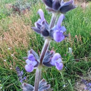 Eisenkraut Salbei (Samen - Bio)